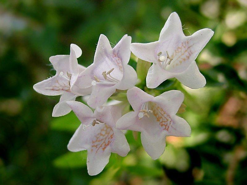 abelia11.jpg