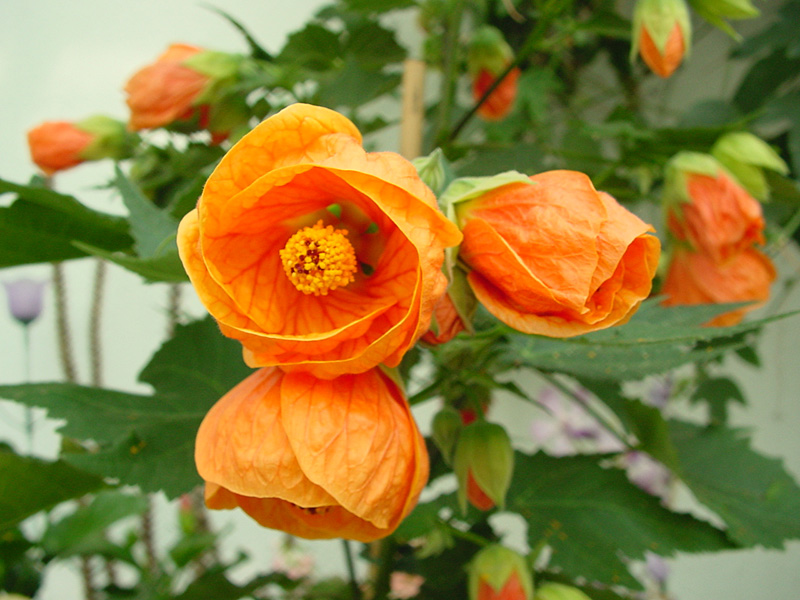 abutilon2.jpg