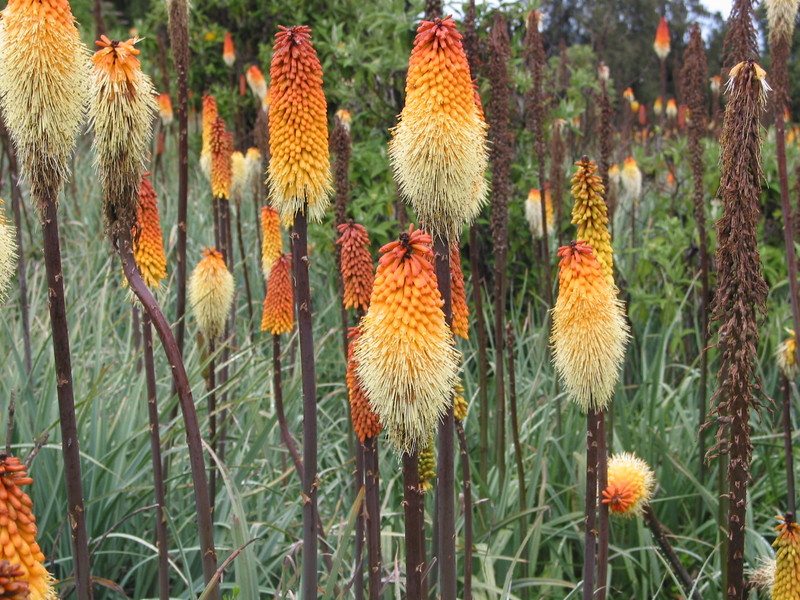 kniphofia1.jpg