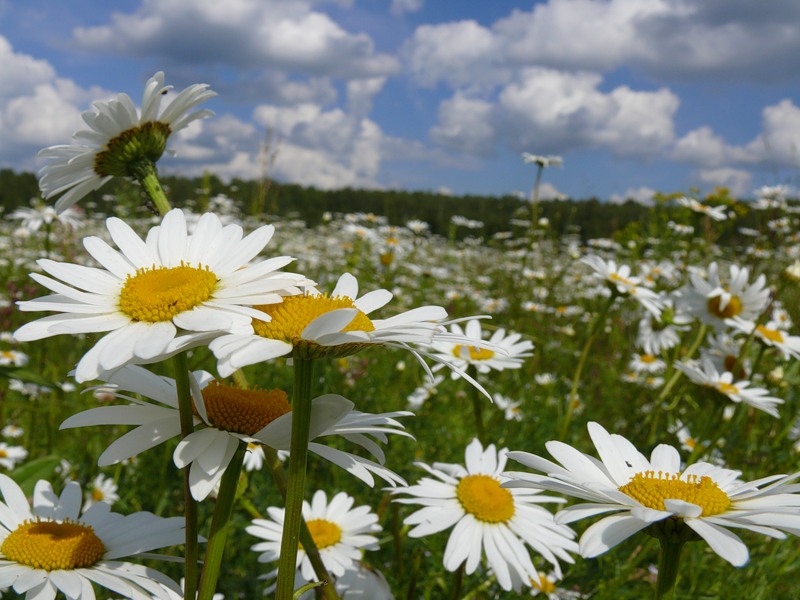 leucanthemum6.jpg